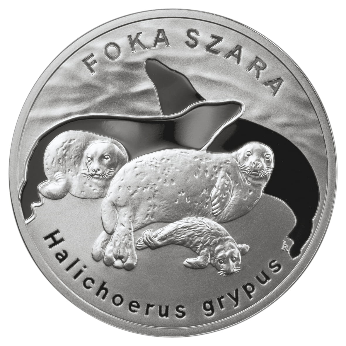 20 zł Foka szara (łac. Halichoerus grypus)