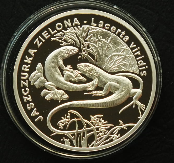 20 zł Jaszczurka zielona (łac. Lacerta viridis)